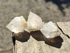 Natural White Cactus Flower Spirit Quartz Single Crystals x 70 From Boekenhouthoek, South Africa - Toprock Gemstones and Minerals 
