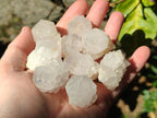 Natural White Cactus Flower Spirit Quartz Single Crystals x 70 From Boekenhouthoek, South Africa - Toprock Gemstones and Minerals 