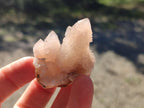 Natural White Cactus Flower Spirit Quartz Single Crystals x 70 From Boekenhouthoek, South Africa - Toprock Gemstones and Minerals 