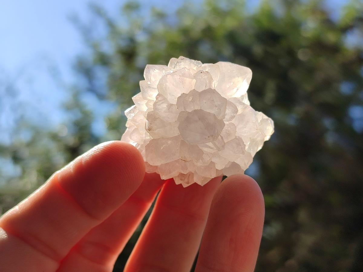 Natural White Cactus Flower Spirit Quartz Single Crystals x 70 From Boekenhouthoek, South Africa - Toprock Gemstones and Minerals 