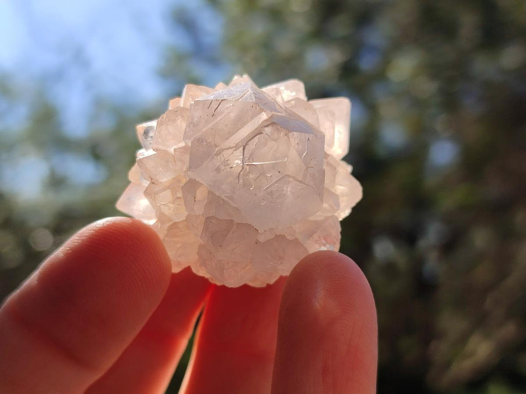 Natural White Cactus Flower Spirit Quartz Single Crystals x 70 From Boekenhouthoek, South Africa - Toprock Gemstones and Minerals 