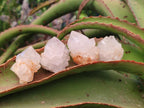 Natural White Cactus Flower Spirit Quartz Single Crystals x 70 From Boekenhouthoek, South Africa - Toprock Gemstones and Minerals 
