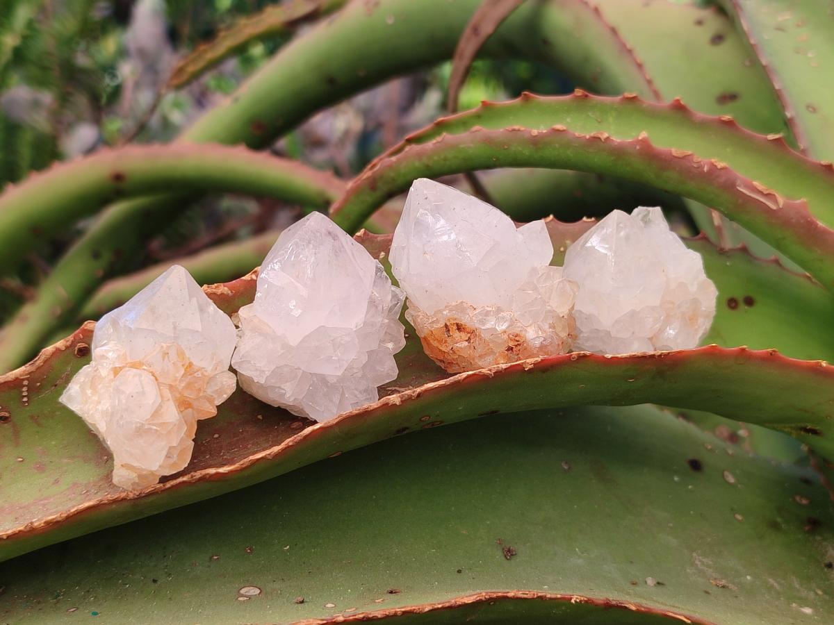 Natural White Cactus Flower Spirit Quartz Single Crystals x 70 From Boekenhouthoek, South Africa - Toprock Gemstones and Minerals 