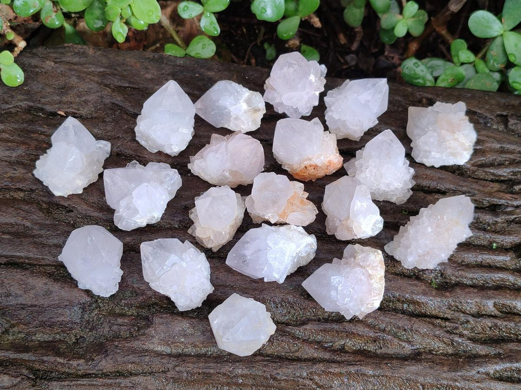 Natural White Cactus Flower Spirit Quartz Single Crystals x 70 From Boekenhouthoek, South Africa - Toprock Gemstones and Minerals 