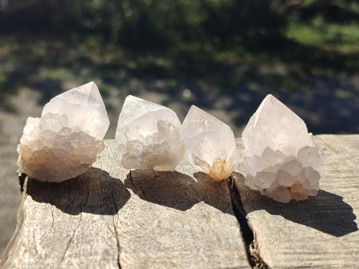 Natural White Cactus Flower Spirit Quartz Single Crystals x 70 From Boekenhouthoek, South Africa - Toprock Gemstones and Minerals 