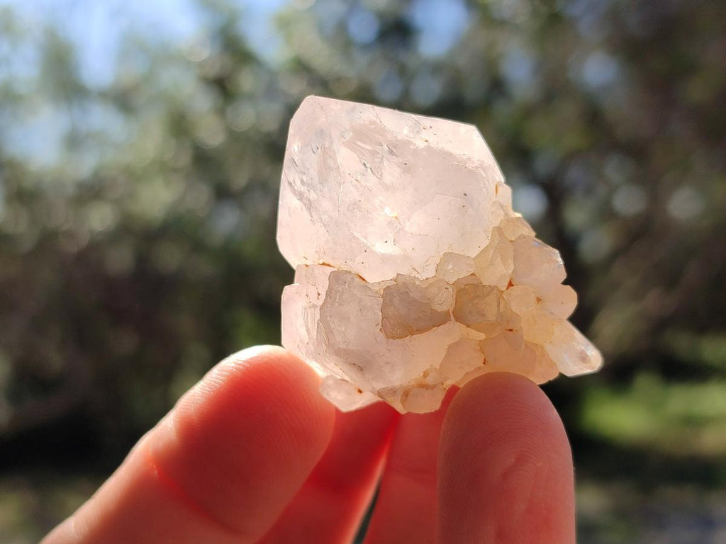 Natural White Cactus Flower Spirit Quartz Single Crystals x 70 From Boekenhouthoek, South Africa - Toprock Gemstones and Minerals 