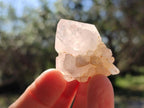 Natural White Cactus Flower Spirit Quartz Single Crystals x 70 From Boekenhouthoek, South Africa - Toprock Gemstones and Minerals 