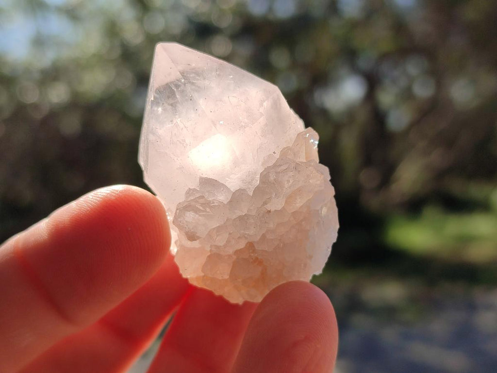 Natural White Cactus Flower Spirit Quartz Single Crystals x 70 From Boekenhouthoek, South Africa - Toprock Gemstones and Minerals 