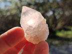 Natural White Cactus Flower Spirit Quartz Single Crystals x 70 From Boekenhouthoek, South Africa - Toprock Gemstones and Minerals 