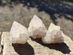 Natural White Cactus Flower Spirit Quartz Single Crystals x 70 From Boekenhouthoek, South Africa - Toprock Gemstones and Minerals 