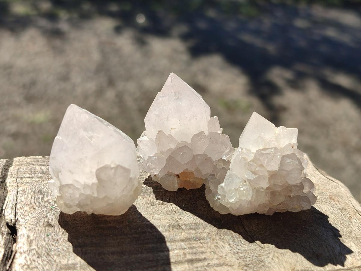 Natural White Cactus Flower Spirit Quartz Single Crystals x 70 From Boekenhouthoek, South Africa - Toprock Gemstones and Minerals 
