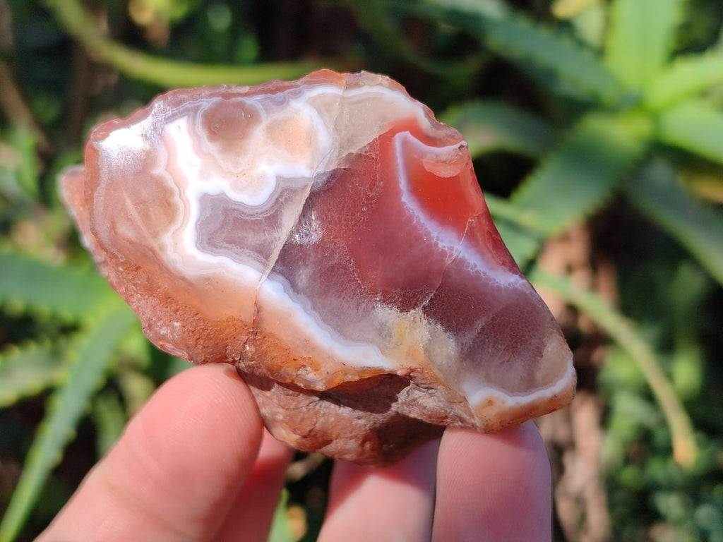 Polished One Side Red Shashe River Agate Nodules x 24 From Shashe River, Zimbabwe - Toprock Gemstones and Minerals 