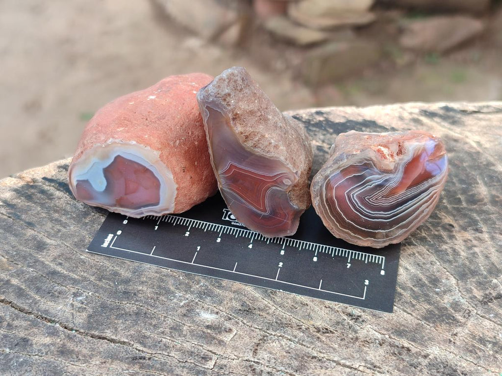 Polished One Side Red Shashe River Agate Nodules x 24 From Shashe River, Zimbabwe - Toprock Gemstones and Minerals 