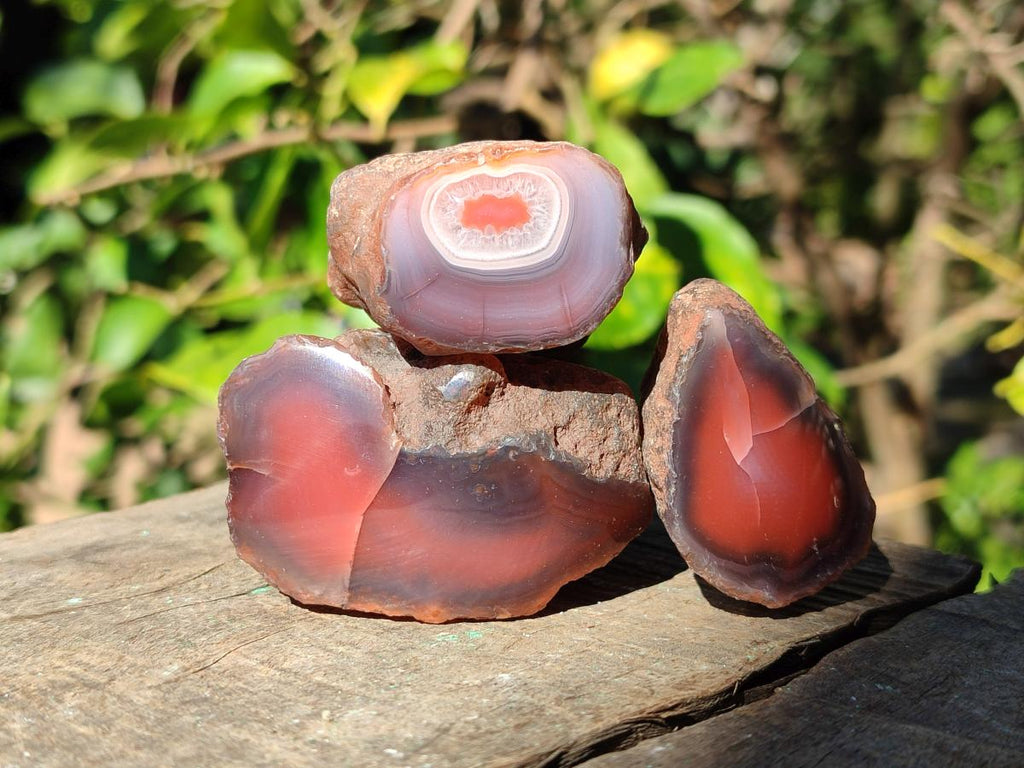 Polished One Side Red Shashe River Agate Nodules x 24 From Shashe River, Zimbabwe - Toprock Gemstones and Minerals 