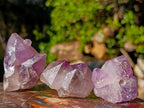 Natural Jacaranda Amethyst Single Crystals x 21 From Mumbwa, Zambia - Toprock Gemstones and Minerals 