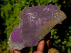 Polished One Side Silky Purpurite Slices x 6 From Erongo, Namibia - Toprock Gemstones and Minerals 