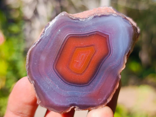 Polished One Side Red Shashe River Agate Nodules x 20 From Shashe River, Zimbabwe - Toprock Gemstones and Minerals 