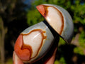Polished Polychrome Jasper Mushrooms x 6 From NW Coast, Madagascar - Toprock Gemstones and Minerals 