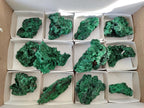 Natural Silky Malachite Specimens x 12 From Kasompe, Congo - Toprock Gemstones and Minerals 