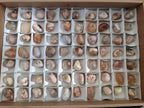 Polished Small Flower Agate Free Forms x 70 From Antsahalova, Madagascar - Toprock Gemstones and Minerals 