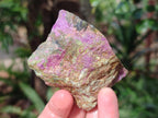 Natural Cobbed Stichtite Specimens x 24 From Barberton, South Africa