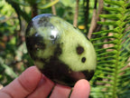 Polished Leopard Stone Palm Stones x 9 From Zimbabwe - Toprock Gemstones and Minerals 