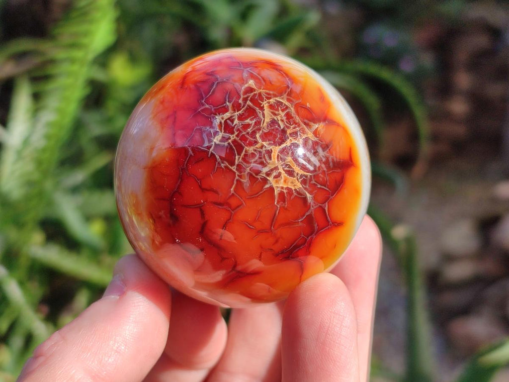 Polished Carnelian Agate Gemstone Spheres x 6 From Madagascar - Toprock Gemstones and Minerals 