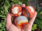Polished Carnelian Agate Gemstone Spheres x 6 From Madagascar - Toprock Gemstones and Minerals 