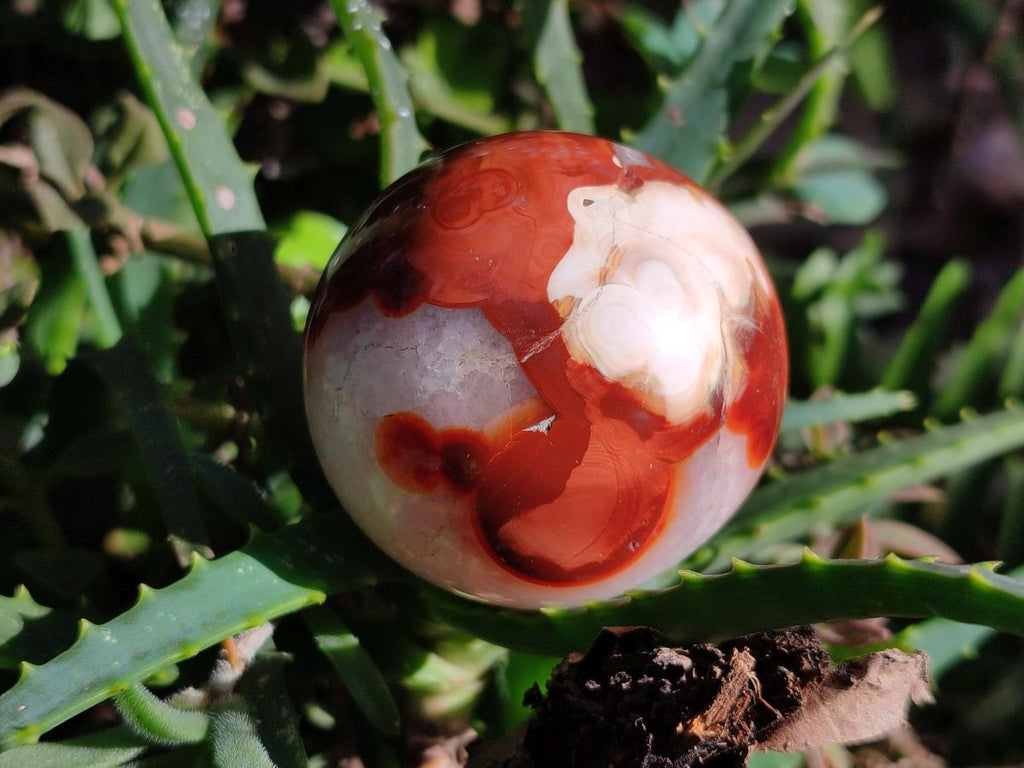 Polished Carnelian Agate Gemstone Spheres x 6 From Madagascar - Toprock Gemstones and Minerals 