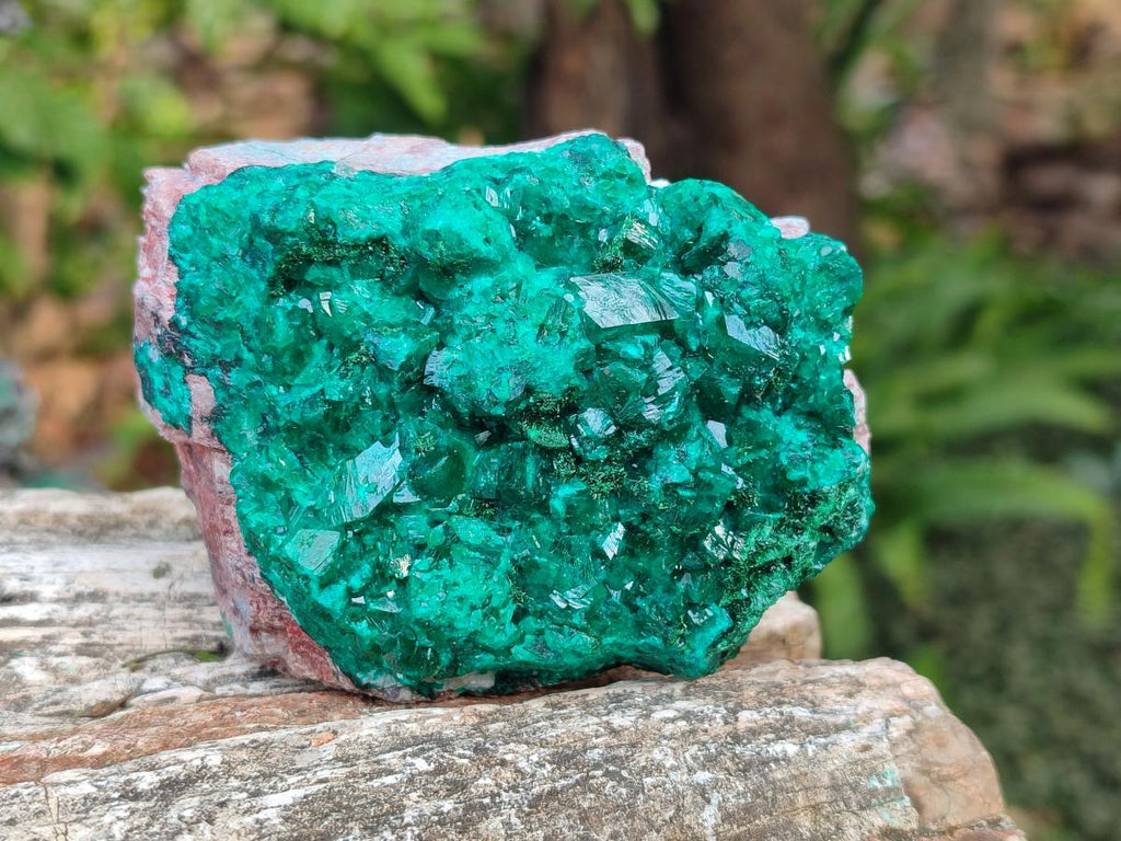 Natural Large Cabinet Size Dioptase on Dolomite Specimens x 2 From Likasi, Congo - Toprock Gemstones and Minerals 