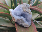 Natural Blue Lace Agate Geode Specimens x 6 From Nsanje, Malawi - Toprock Gemstones and Minerals 