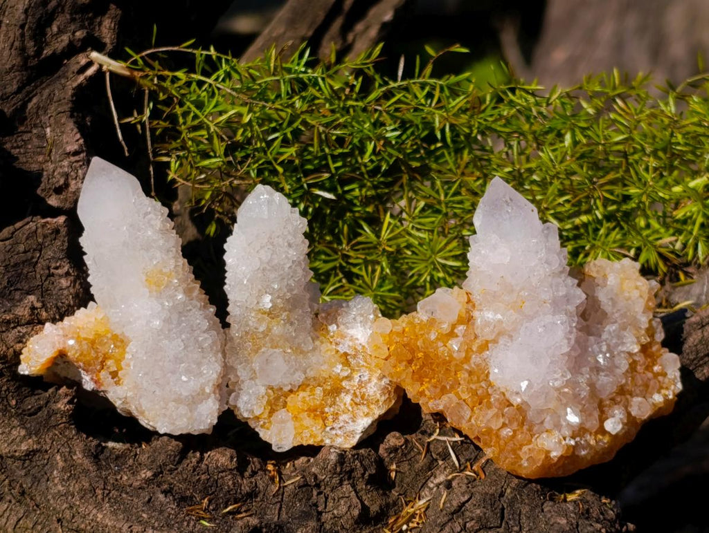 Natural Golden Limonite Spirit Quartz Clusters x 26 From Boekenhouthoek, South Africa
