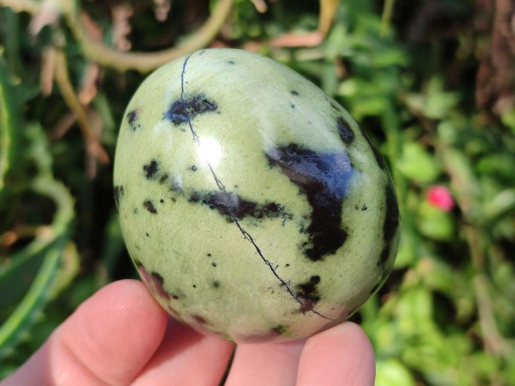 Polished Leopard Stone Palm Stones x 13 From Zimbabwe - Toprock Gemstones and Minerals 