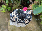 Natural Schorl Black Tourmaline Specimens with Muscovite Mica and Orthoclase x 12 From Erongo, Namibia