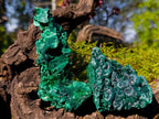 Natural Silky Malachite Specimens x 6 From Kasompe, Congo - Toprock Gemstones and Minerals 