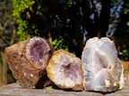 Natural Zululand Amethyst Agate Geodes x 12 From Jozini, South Africa - Toprock Gemstones and Minerals 