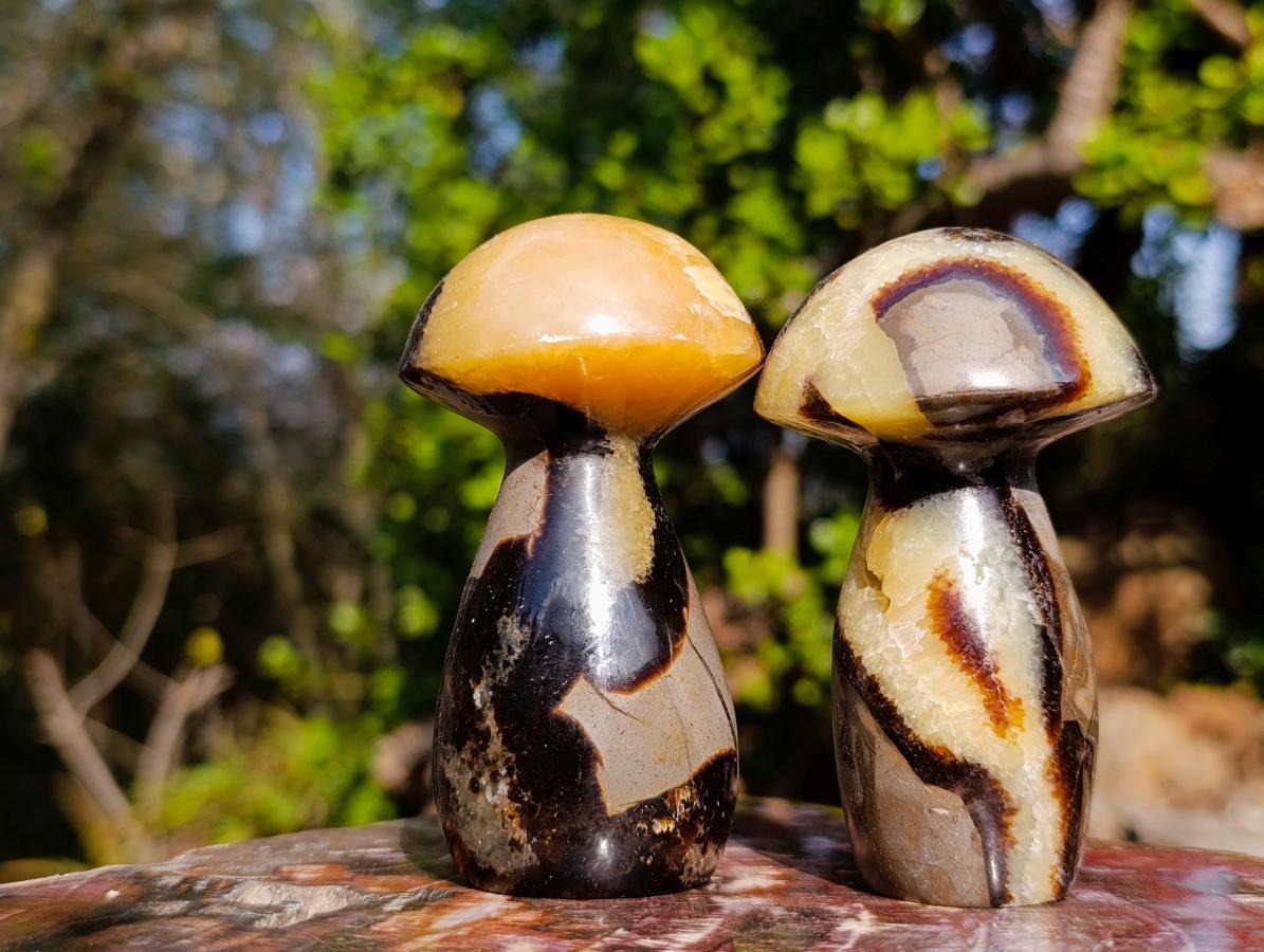 Polished Septerye Mushrooms x 6 From Mahajanga, Madagascar - Toprock Gemstones and Minerals 
