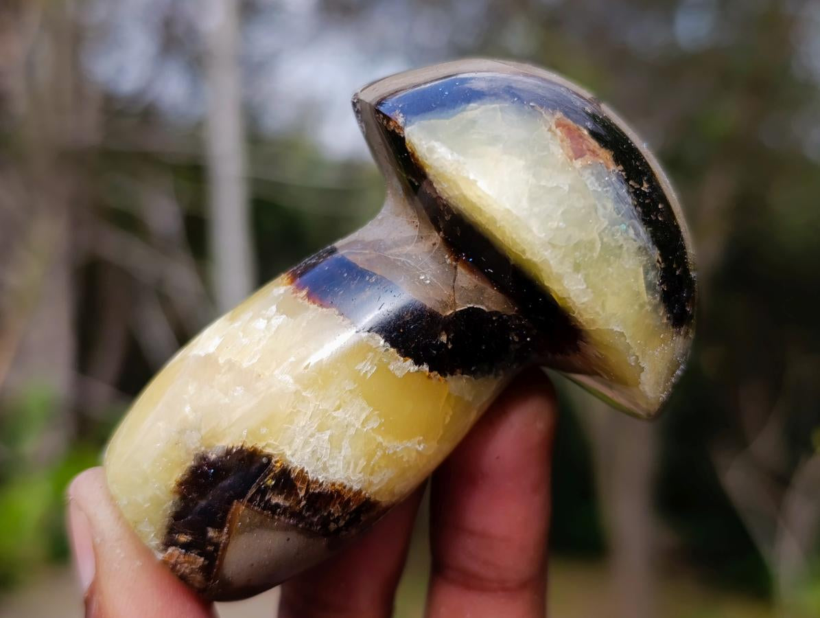 Polished Septerye Mushrooms x 6 From Mahajanga, Madagascar - Toprock Gemstones and Minerals 