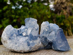 Natural Blue Celestite Specimens x 24 From Sakoany, Madagascar