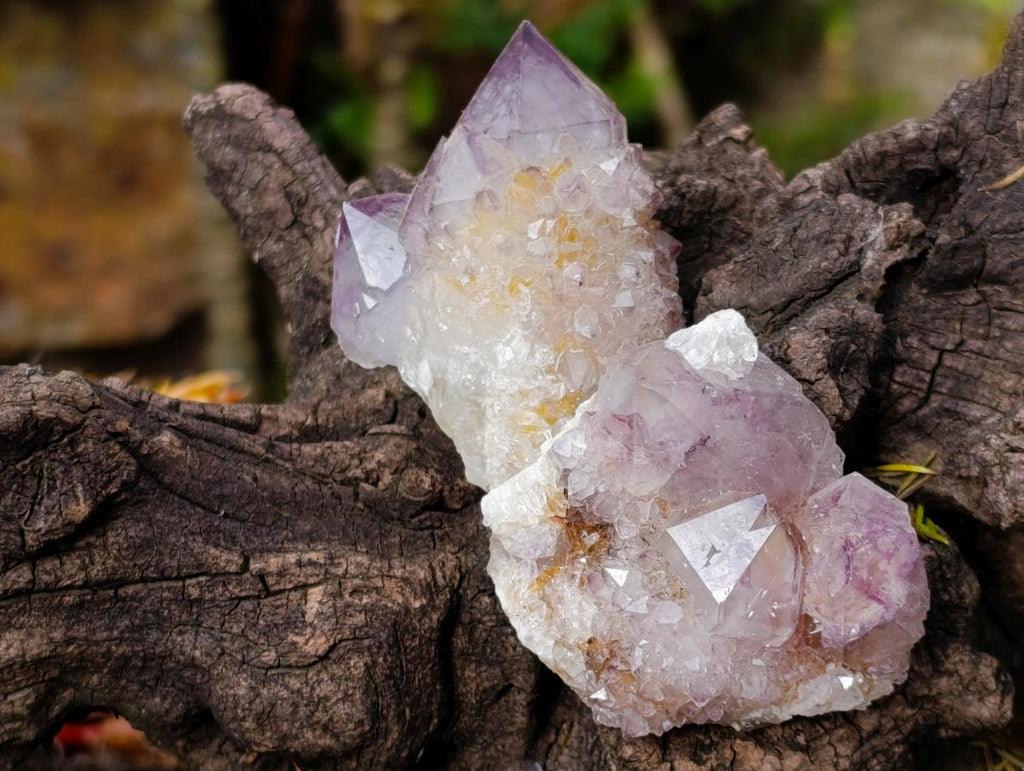 Natural Spirit Amethyst Clusters x 20 From Boekenhouthoek, South Africa - Toprock Gemstones and Minerals 