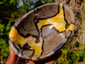 Polished Large Septerye Bowls x 2 From Mahajanga, Madagascar