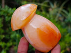 Polished Mixed Carnelian Agate Gemstone Pieces x 8 From Madagascar