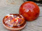 Polished Mixed Carnelian Agate Gemstone Pieces x 8 From Madagascar