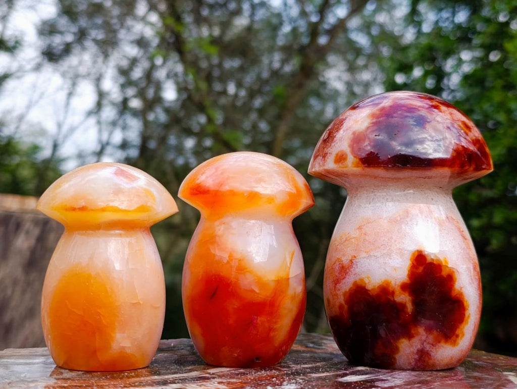 Polished Mixed Carnelian Agate Gemstone Pieces x 8 From Madagascar