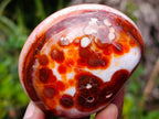 Polished Mixed Carnelian Agate Gemstone Pieces x 8 From Madagascar