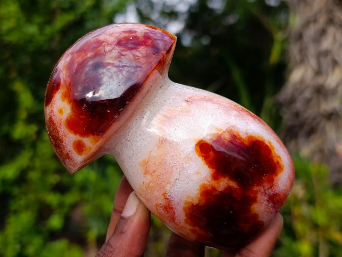 Polished Mixed Carnelian Agate Gemstone Pieces x 8 From Madagascar