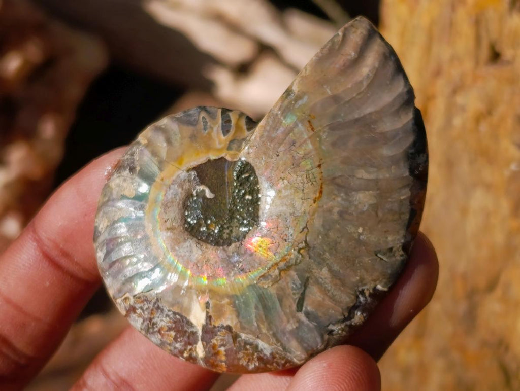Polished Cleoniceras Ammonite Fossil Pairs x 12 Pairs From Tulear, Madagascar