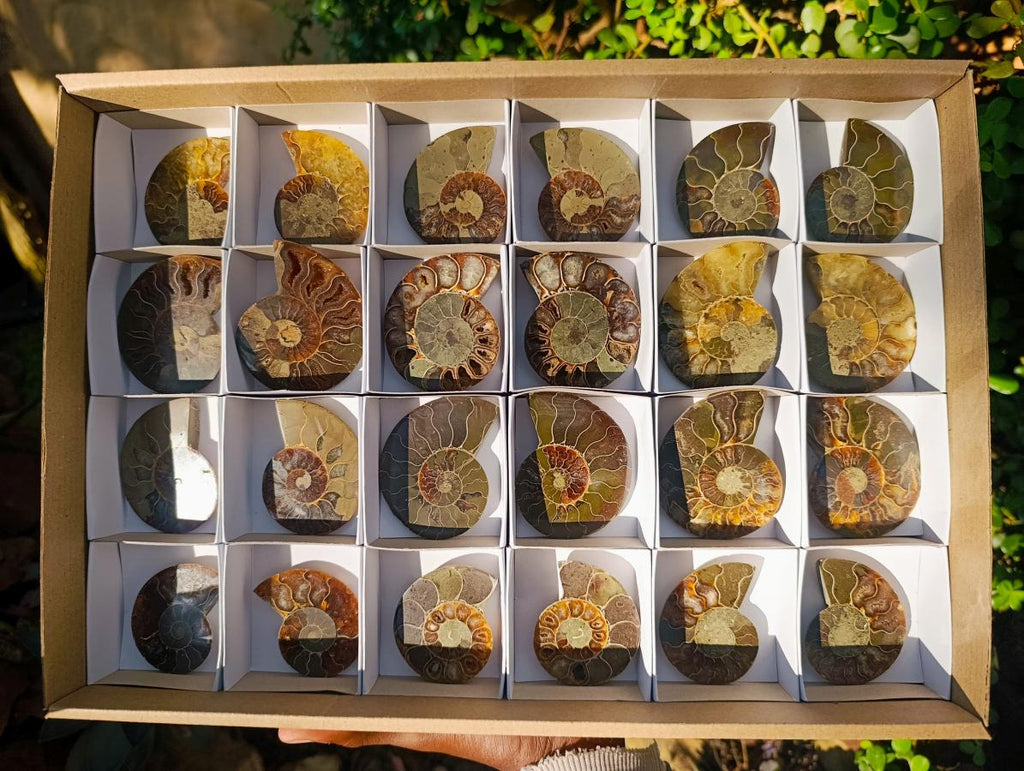 Polished Cleoniceras Ammonite Fossil Pairs x 12 Pairs From Tulear, Madagascar