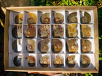 Polished Cleoniceras Ammonite Fossil Pairs x 12 Pairs From Tulear, Madagascar
