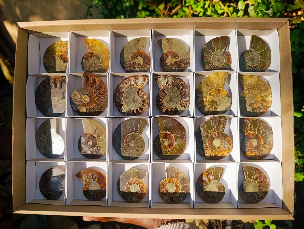 Polished Cleoniceras Ammonite Fossil Pairs x 12 Pairs From Tulear, Madagascar